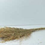 Bamboo Broom